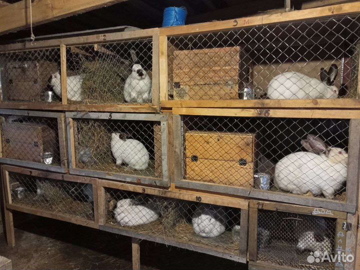 Кролики калифорнийские