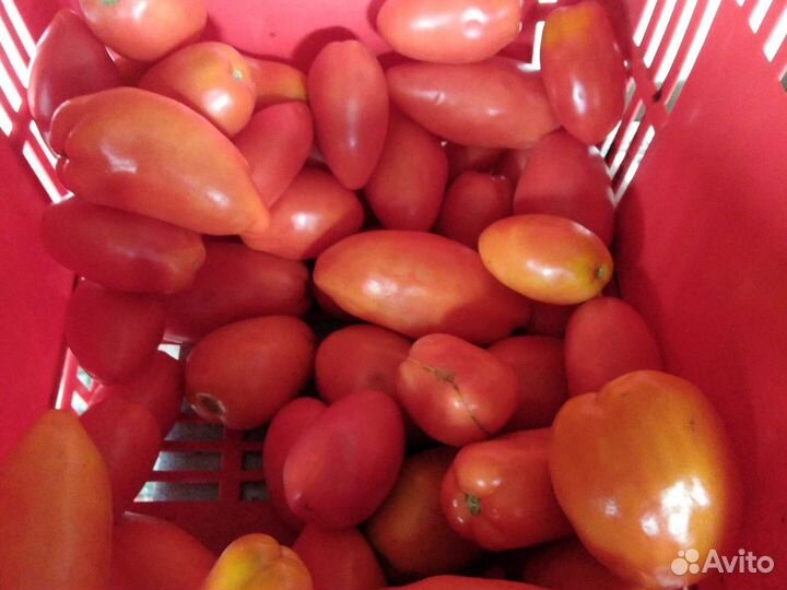 Помидоры домашние свежие