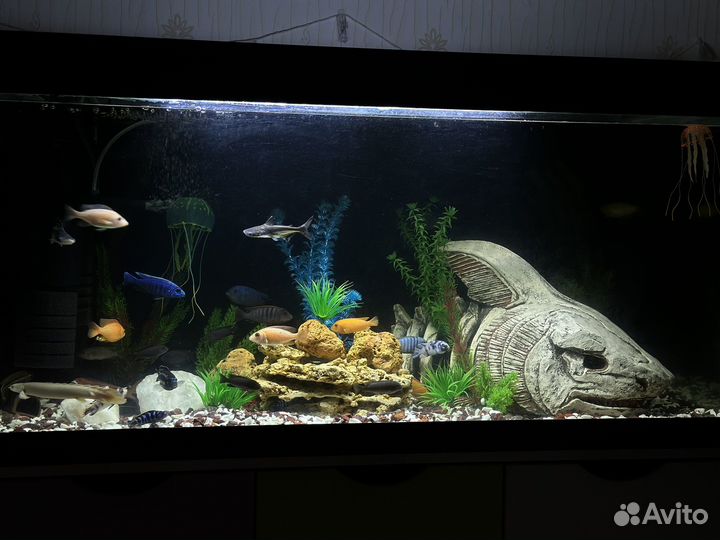 Аквариум 300л с рыбками