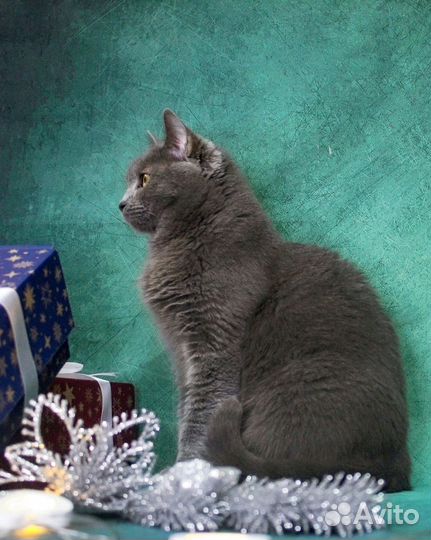 Кошка Плюша в добрые руки