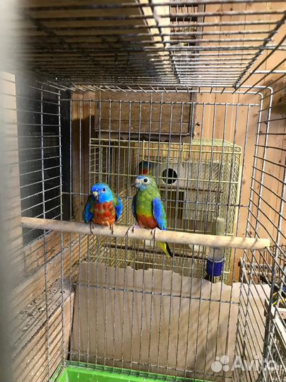 Лазурные попугаи