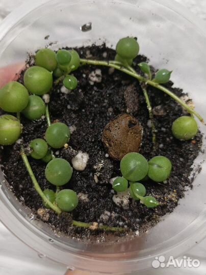 Крестовник роули