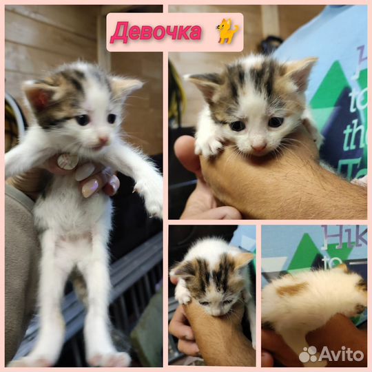 Кошка в дар бесплатно