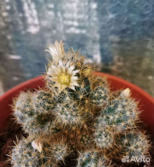 Кактус маммиллярия