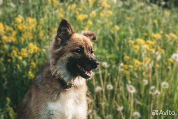 Собака из приюта