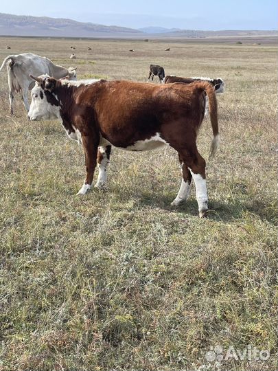Быки на племя