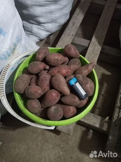 Продам картофель