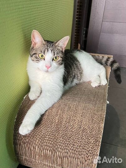 Серьёзная и смешная Боня (кошка, котёнок, 10 мес.)