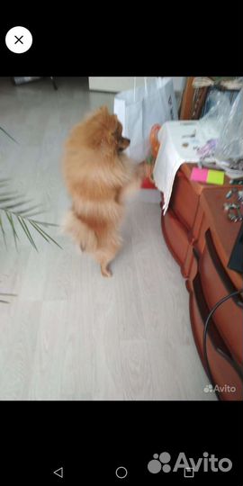 Шпиц вязка Бесплатно с инструктором