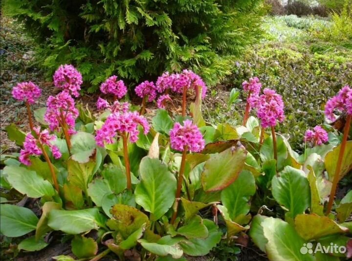 Бадан сердцелистный