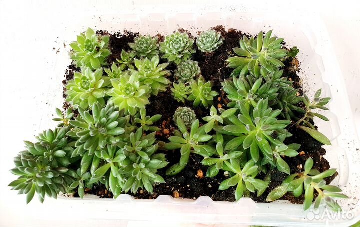 Суккуленты хавортия алоэ синнокрассула эхеверии