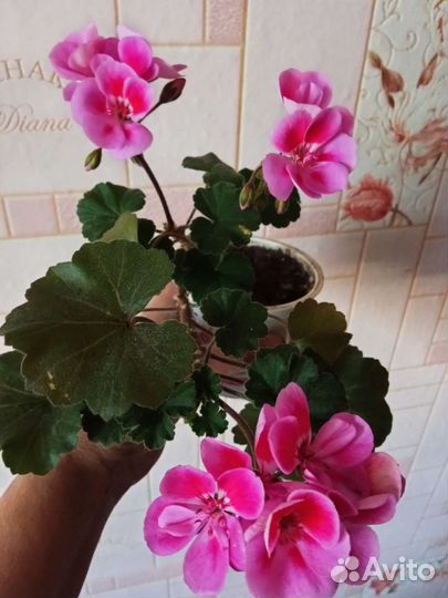 Пеларгония герань