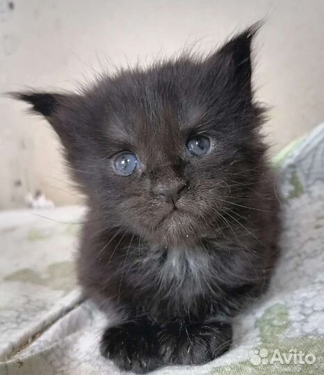 Котята Мейн кун