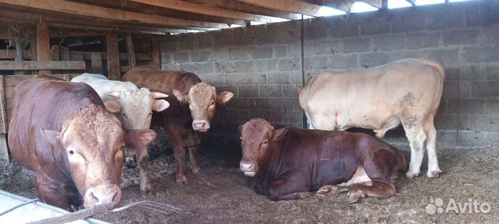 Быки и бараны