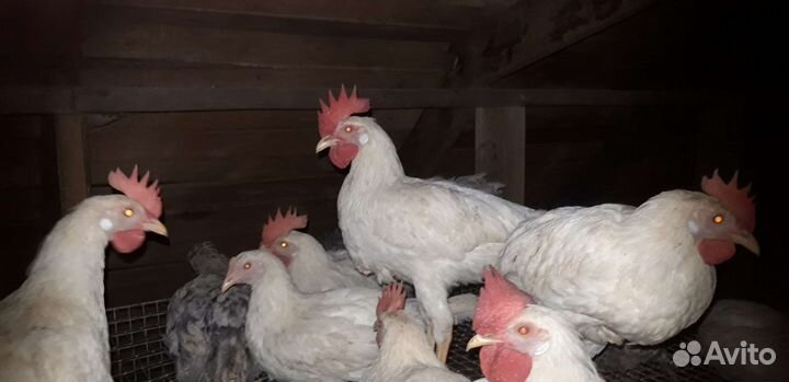 Куры, цыплята хайсекс браун, белый леггорн