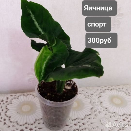 Сингониумы сортовые