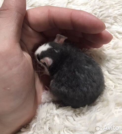 Крысята малыши из Питомника. Крыса. Крысёнок