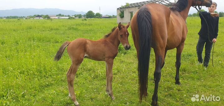 Арабские лошади