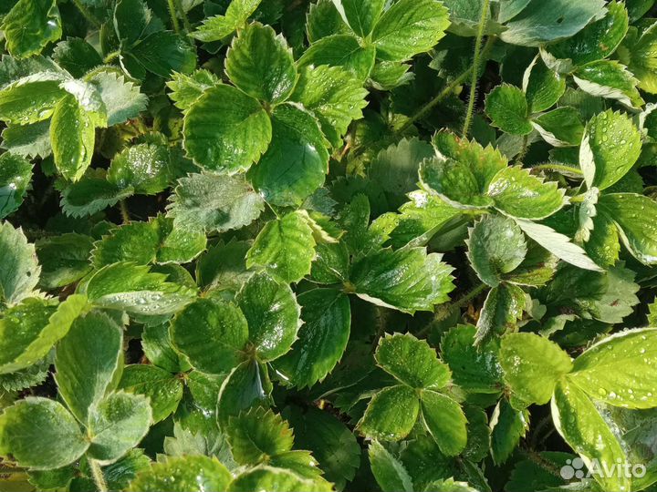 Рассада клубники