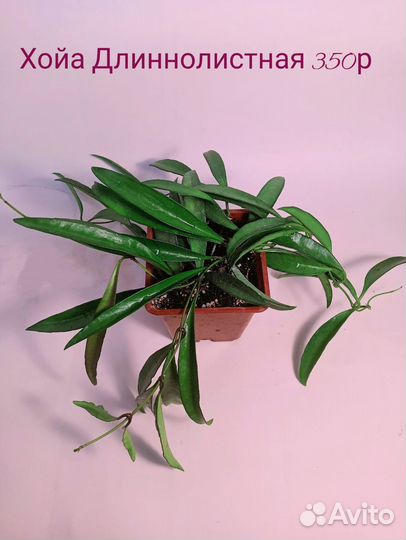 Комнатные растения Хойи разные