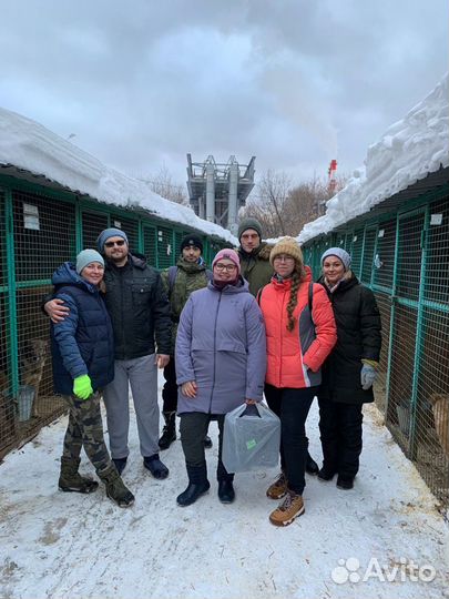 Прогулка с собакой из приюта