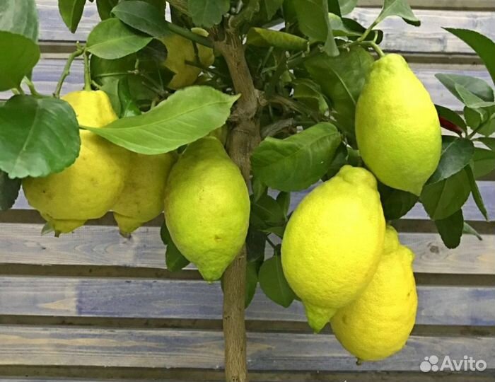 Лимоны, цитрусы, плоды,цитрон