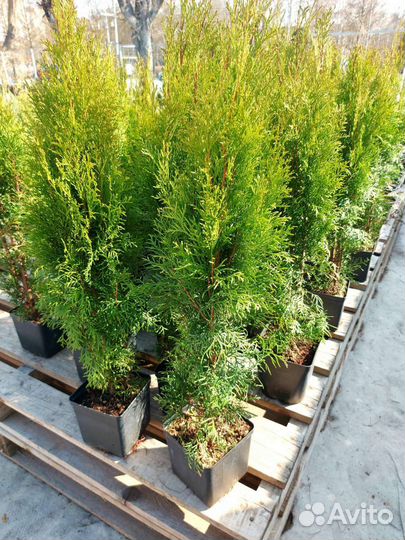 Туя Смарагд 90 см