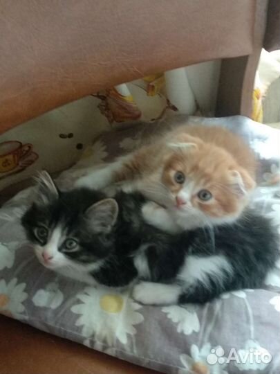 Кошки шотландцы