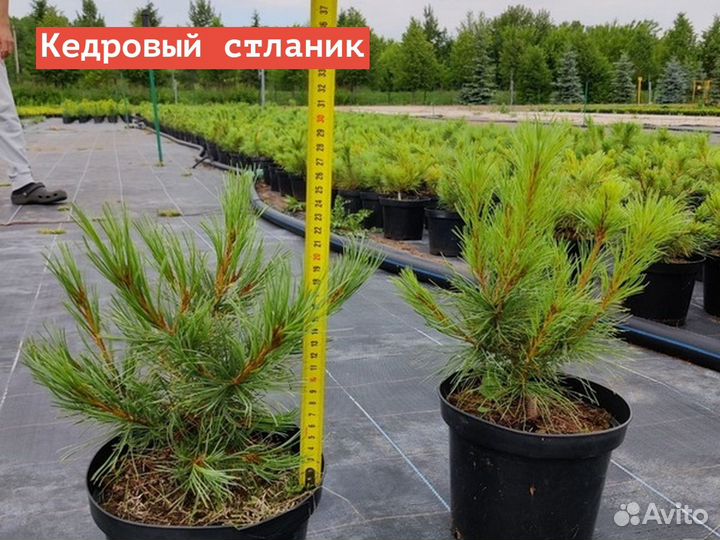 Кедровый стланик /С3 20-30 см