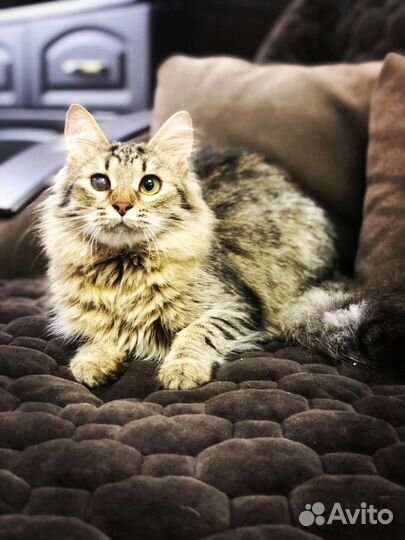 Котенок 5 месяцев