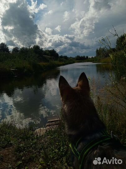 Сибирский хаски