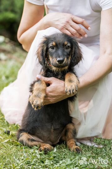 Щенок в добрые руки бесплатно