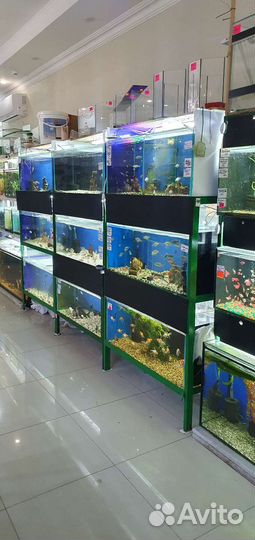 Аквариумные рыбки