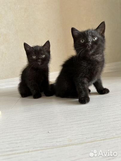 Кошка в дар бесплатно