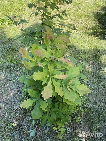 Дуб черешчатый