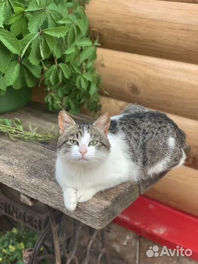 Кот в добрые руки