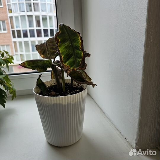 Комнатные растения бесплатно