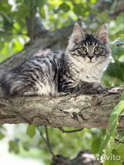 Курильский бобтейл