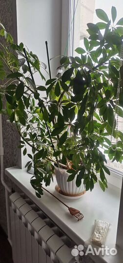 Комнатное растение шефлера