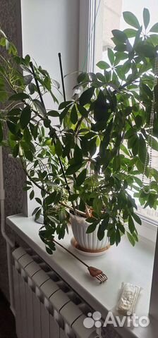 Комнатное растение шефлера