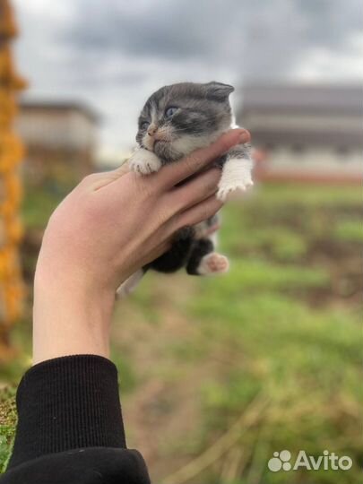 Шотландская вислоухая кошка