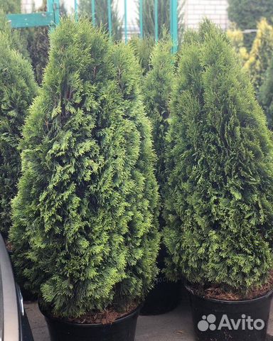туи воронеж. туя смарагд (smaragd). туи воронеж. туя восточная смарагд. туя западная осс смарагд.