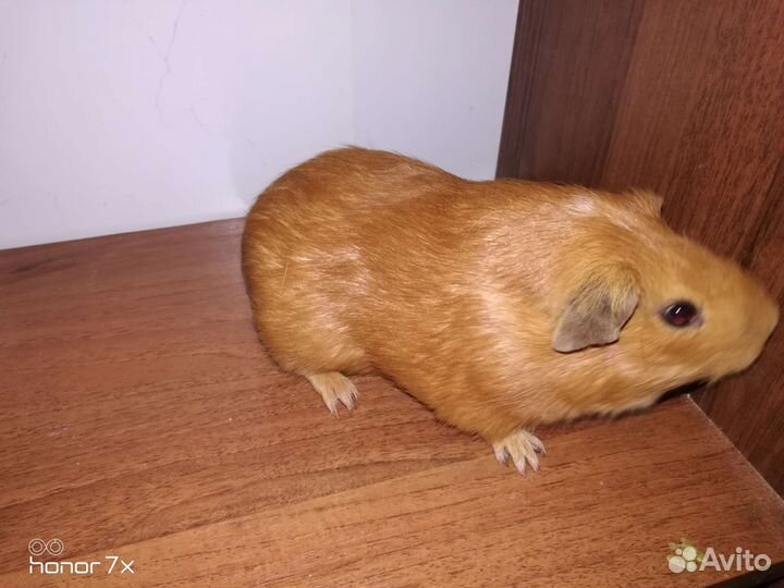 Морские свинки