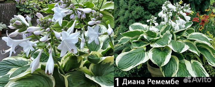 Хосты с красивыми и ароматными цветами