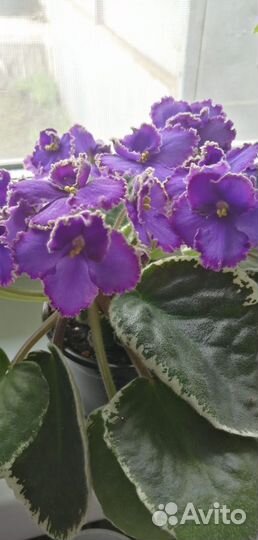 Фиалки сортовые