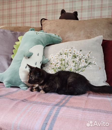 Котенок в добрые руки