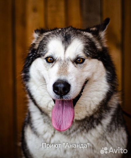 Собакам приюта Ананда нужны хозяева