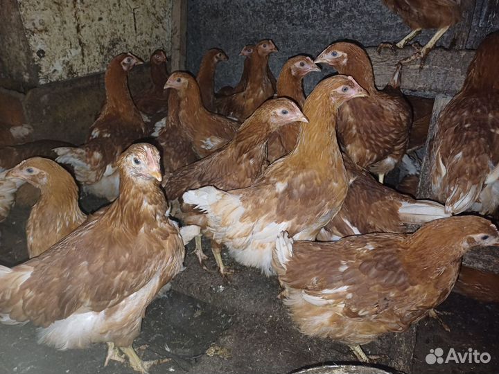 Ломан браун молодки