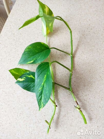 Сциндапсус, срез