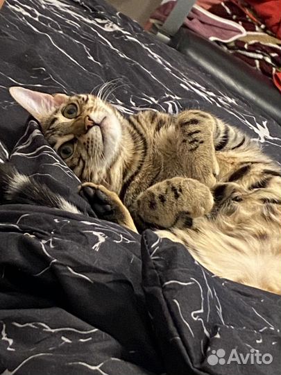 Бенгальские котята